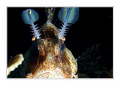   Lionfish. Lionfish  